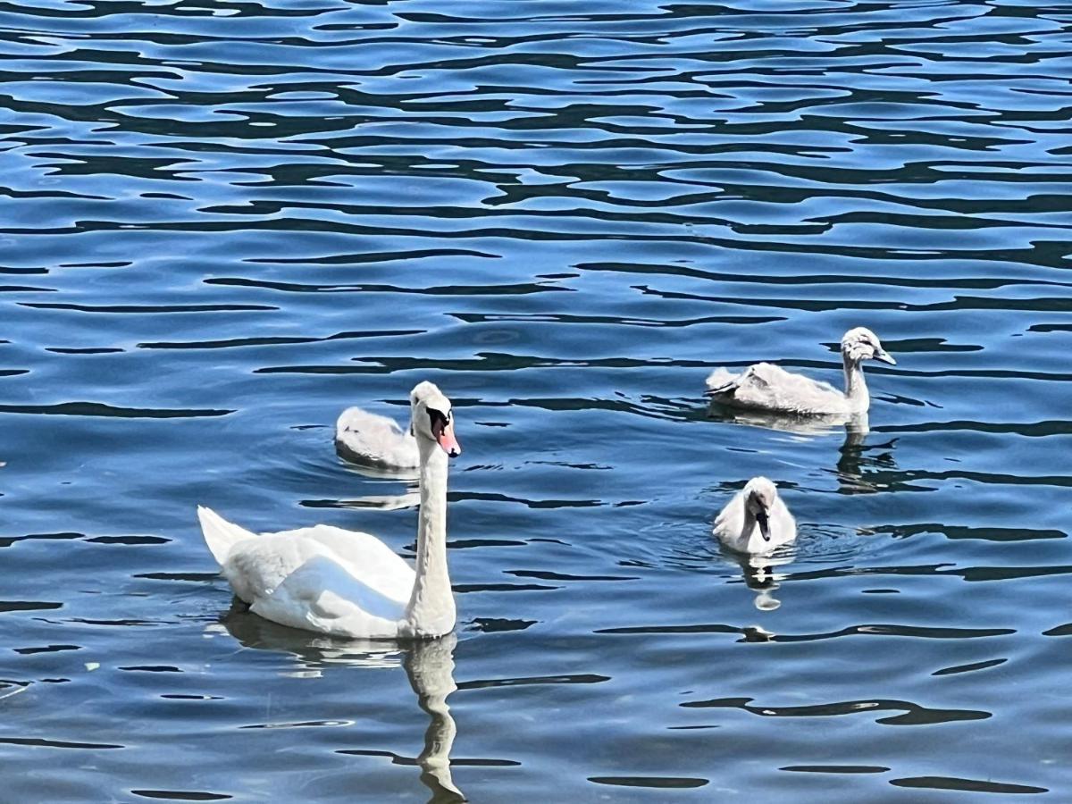 Ferienwohnung Mit Seeblick - Ossiacher See Gerlitzen Sattendorf Luaran gambar